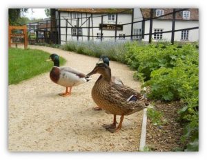 Ducks in Diamond Jubilee Garden